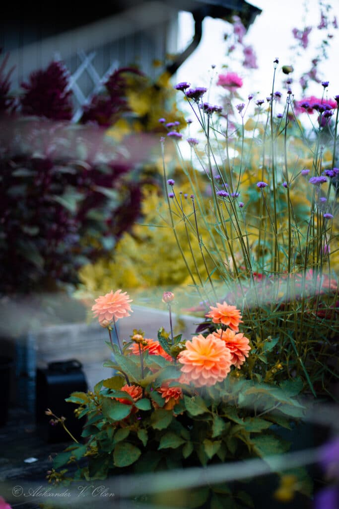 Bilde av blomsterhagen til Aleksander Olsen Vollebekk